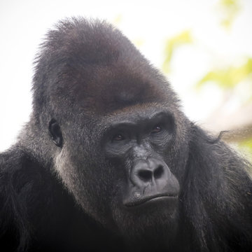 A Portrait of a Western Lowland Silverback Gorilla