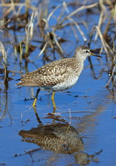 Wood sandpiper in coastal thickets looking for food
