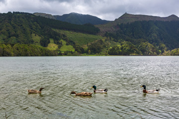 Wild ducks inhabit Blue and Green Lake.