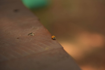  ladybug, insect, nature 