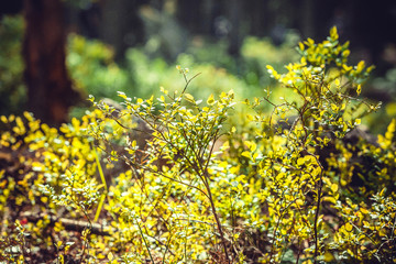 Blueberry bushes in early summer