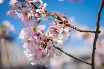 Cherry blossom with blue sky