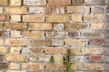 Brick wall background texture, good for graffiti