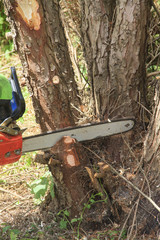 Mann fällt Baum mit einer Motorsäge