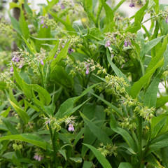 Comfrey plant / Comfrey plant with violet flowers