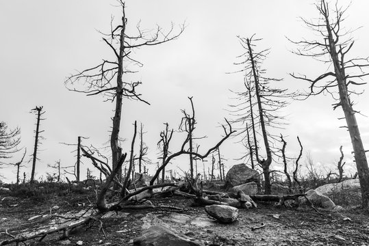 After Forest Fire. black and white