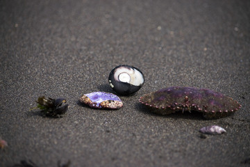 The remains of the sea