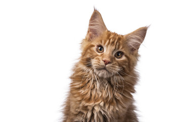 Head shot of red tabby Maine Coon kitten (Orchidvalley) with tilted head isolated on white background looking at camera