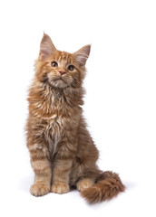 Red tabby Maine Coon kitten (Orchidvalley) sitting isolated on white background looking up