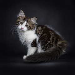 Fototapeta na wymiar Brwon tabby with white Maine Coon cat kitten standing / turning side ways looking over shoulder into lens with brown eyes