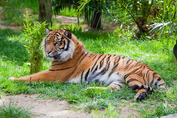 Tiger lying on the grass
