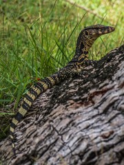 Lizard