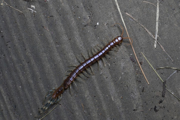 The Giant red Centipede dangerous animal on white background.