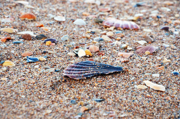 Beautiful blue Seashell at Lagos Beach (Praia da Batata), Algarve, Portugal during Sunset, close up