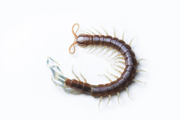 The Giant red Centipede dangerous animal on white background.