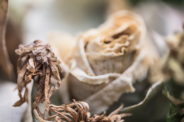 An Abstract Arrangement of Dead Flowers