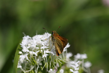papillon
