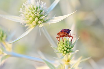 Insecto