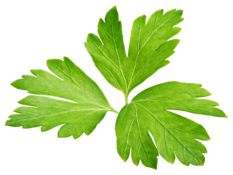 Garden parsley herb (cilantro) leaf isolated on white background