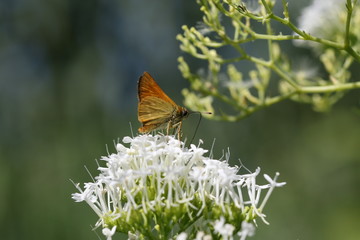 papillon