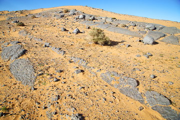  bush  old fossil in  the desert