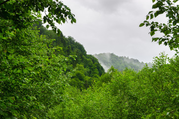 Obraz na płótnie Canvas Summer mountain forest with foliar trees in Gaucasus, Mezmay