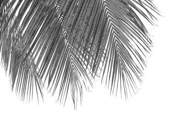 Obraz premium palmes de cocotier en noir et blanc sur fond blanc 