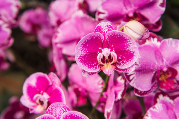 closeup Beautiful  purple orchids in the garden .