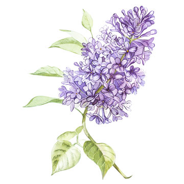 Illustration in watercolor of a Lilac flower blossom. Floral card with flowers. Botanical illustration.
