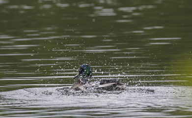 Swim 