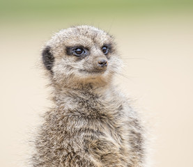 Fototapeta premium Must be teatime 