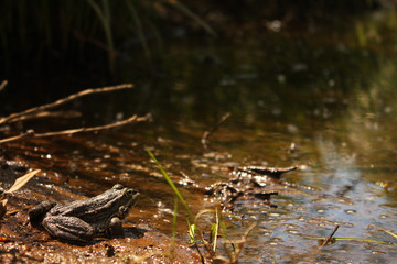 Marsh toad