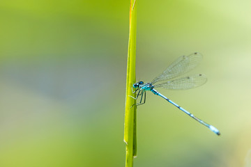 Hufeisen-Azurjungfer, Coenagrion puella, bei der Paarung