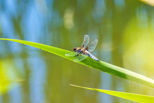 Plattbauch, Libellula depressa, m&auml;nnlich
