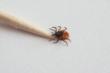 Big tick with wooden toothpick. Dangerous parasite and carrier of infection. Ixodes ricinus.