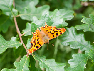 comma butterfly Polygonia c-album Nymphalidae