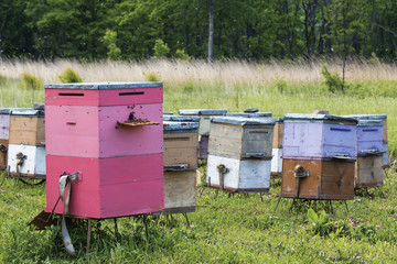 colorful beehives in the apiary