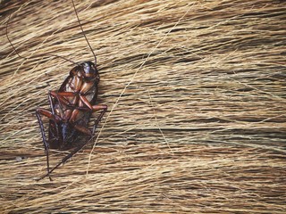 Cockroach