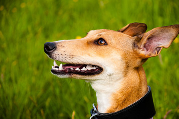 An eager Whippet. 