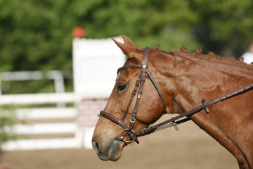 Chestnut colored show jumpier horse with braided mane