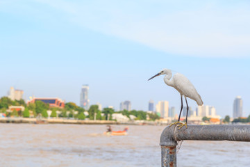 Fototapeta premium white Heron at the river in city