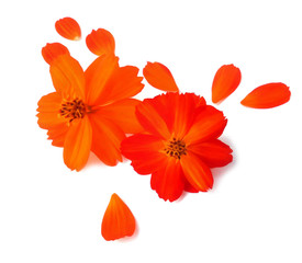 Light tender air petals flew around purslane flower on white background, photo manipulation