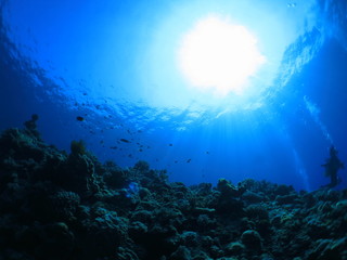 Fototapeta na wymiar 沖縄離島ダイビング　サンゴが美しい海中の絶景 