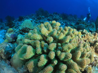 Naklejka na ściany i meble 沖縄離島ダイビング　サンゴが美しい海中の絶景 