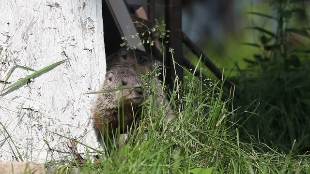 marmotte
