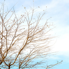 branches of willow weeping