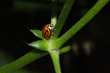 Humbug Ladybird (Micraspis striata), Kruger National Park, South Africa