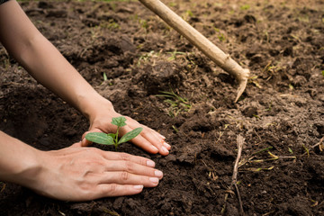 Young man's hands planting tree sapling.