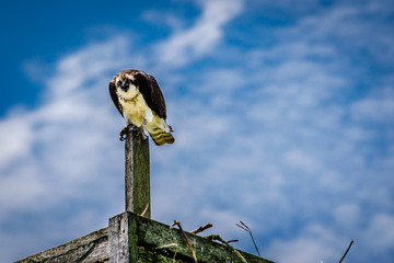 Coopers Hawk perched on a nesting box