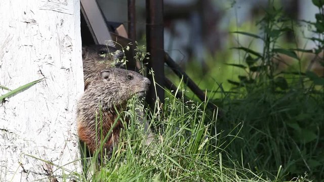 marmotte